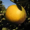 Westin Sweet Orange (Citrus X Aurantium L.) -Plant Care Shop WestinOrangeTreeSowExotic