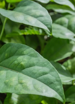 Yanang, Grass Jelly Vine (Tiliacora Triandra) 10 Yanang, Grass Jelly Vine (Tiliacora Triandra) -Plant Care Shop Yanang GrassJellyVine Tiliacoratriandra PerennialVine medicinalherb sowexoticplantnursery