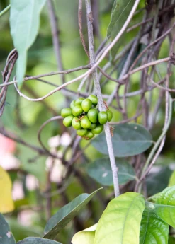 Yanang, Grass Jelly Vine (Tiliacora Triandra) 9 Yanang, Grass Jelly Vine (Tiliacora Triandra) -Plant Care Shop Yanang GrassJellyVine Tiliacoratriandra PerennialVine medicinalherb sowexoticplantnursery 1
