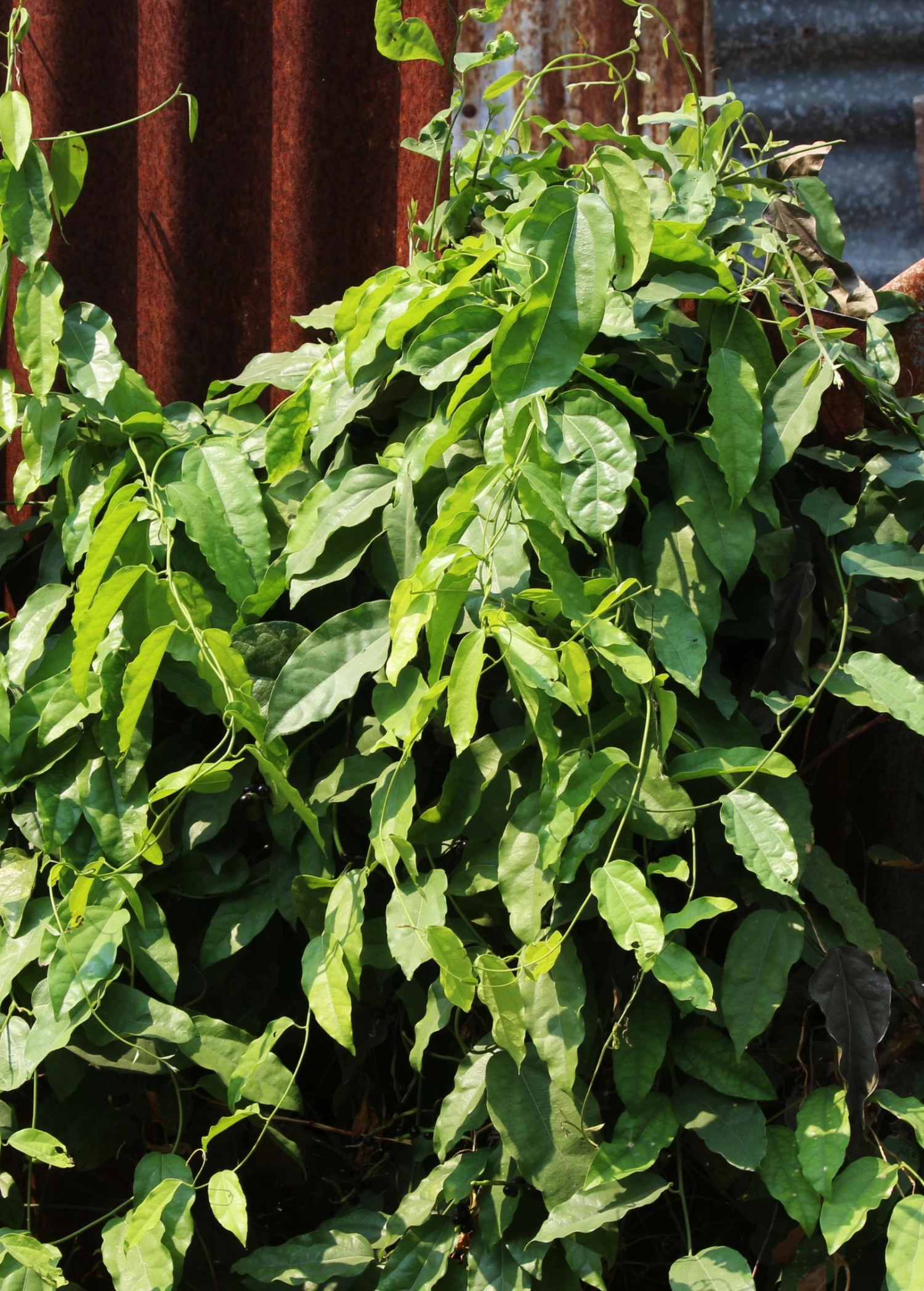 Yanang, Grass Jelly Vine (Tiliacora Triandra) 4 Yanang, Grass Jelly Vine (Tiliacora Triandra) - Image 2