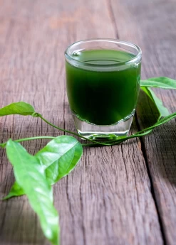 Yanang, Grass Jelly Vine (Tiliacora Triandra) 11 Yanang, Grass Jelly Vine (Tiliacora Triandra) -Plant Care Shop Yanang GrassJellyVine Tiliacoratriandra PerennialVine medicinalherb sowexoticplantnursery 3