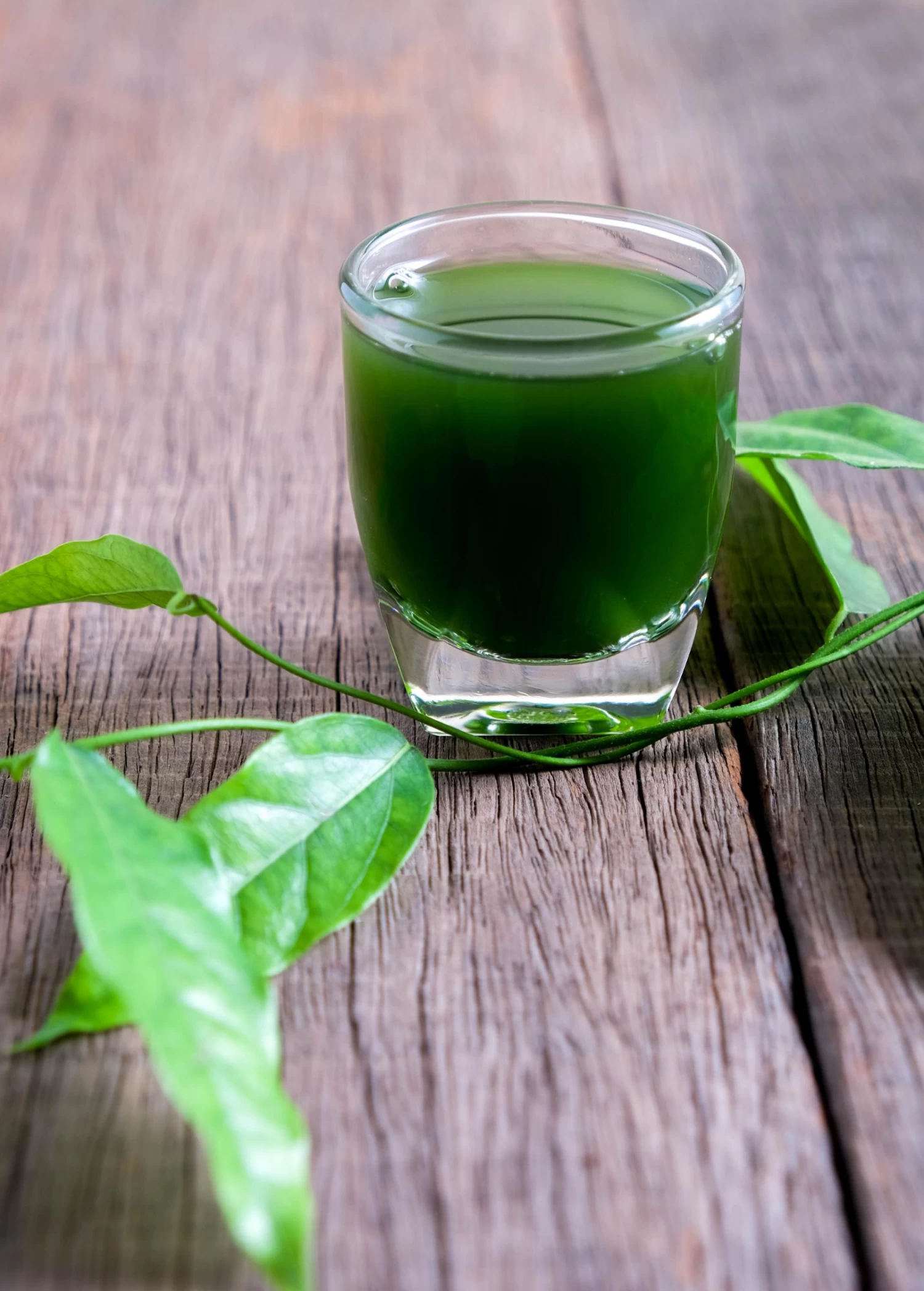 Yanang, Grass Jelly Vine (Tiliacora Triandra) 7 Yanang, Grass Jelly Vine (Tiliacora Triandra) - Image 5