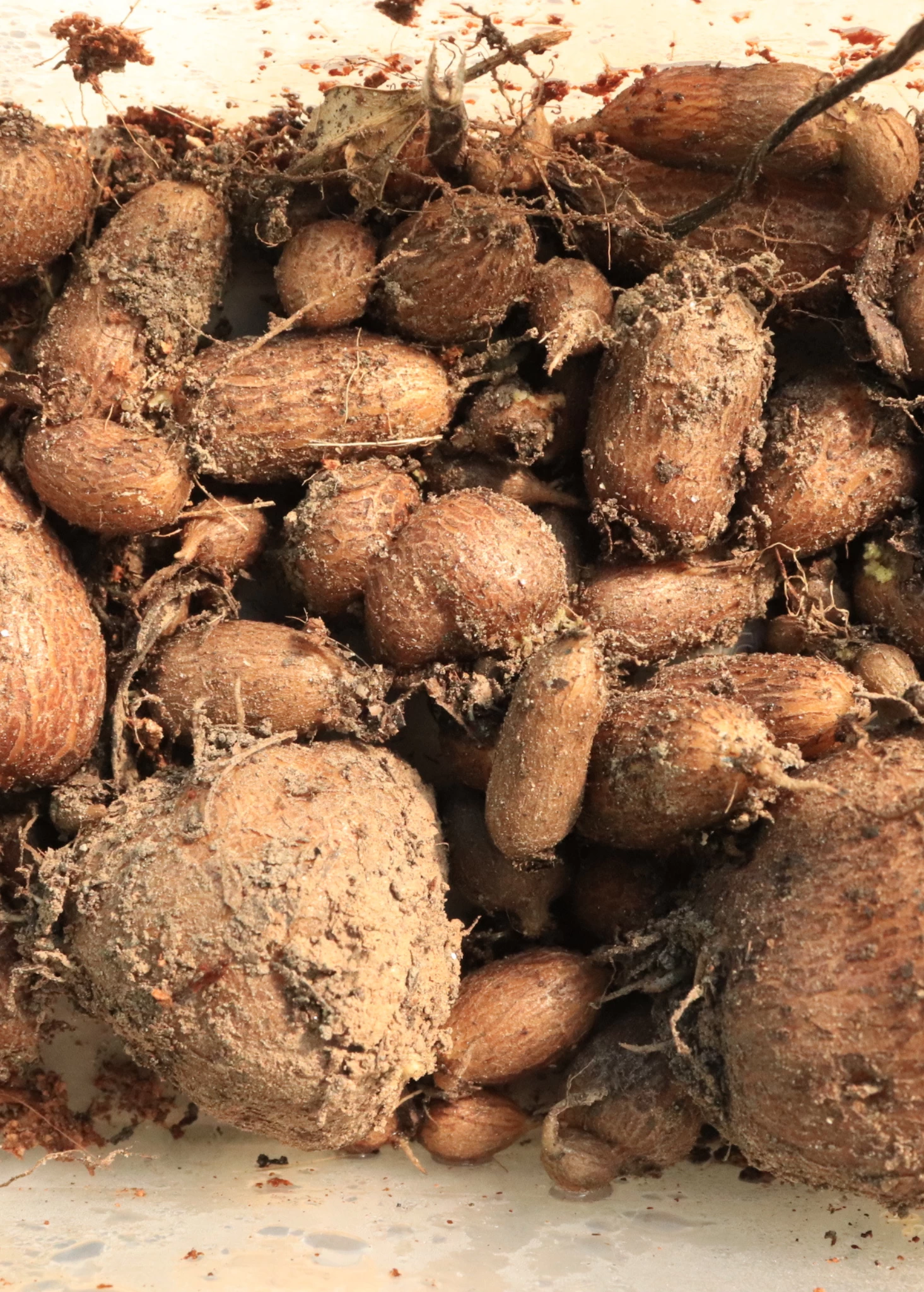 African Potato Mint (Plectranthus Esculentus) 4 African Potato Mint (Plectranthus Esculentus) - Image 2
