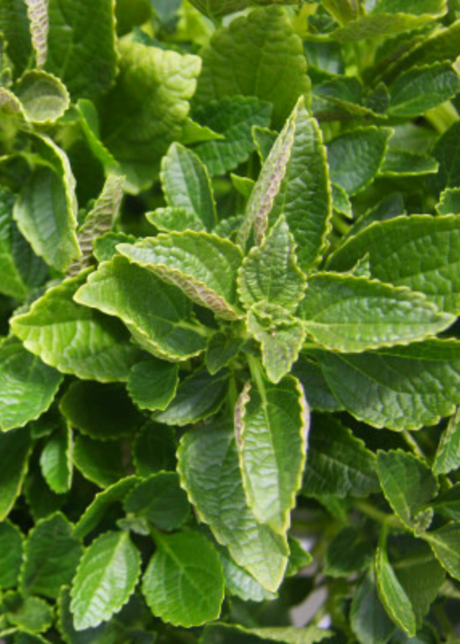 African Potato Mint (Plectranthus Esculentus) 3 African Potato Mint (Plectranthus Esculentus)