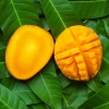 Mango 'Angie' (Mangifera Indica)