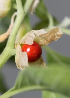 Ashwagandha (Withania Somnifera) 12 Ashwagandha (Withania Somnifera) -Plant Care Shop ashwaghandasowexotic 3
