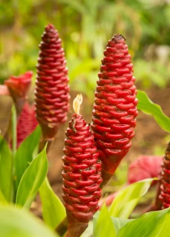 Awapuhi Shampoo Ginger (Zingiber Zerumbet) -Plant Care Shop awapuhi ginger plant sow exotic 1610px X 2250px