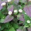Aztec Sweet Herb (Lippia Dulcis) -Plant Care Shop aztec sweet herb plant for sale sow exotic 1