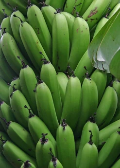Banana 'Grand Nain' (Musa Acuminata) -Plant Care Shop bananafruittreesowexoticnursery 2