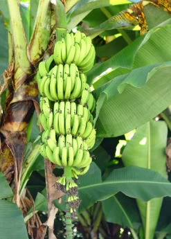 Banana 'Grand Nain' (Musa Acuminata) -Plant Care Shop bananafruittreesowexoticnursery 3