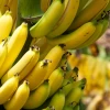 Banana 'Grand Nain' (Musa Acuminata) -Plant Care Shop bananafruittreesowexoticnursery 5