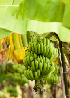 Banana 'Grand Nain' (Musa Acuminata) -Plant Care Shop bananafruittreesowexoticnursery 6