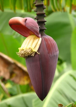 Banana 'Grand Nain' (Musa Acuminata) -Plant Care Shop bananafruittreesowexoticnursery 7