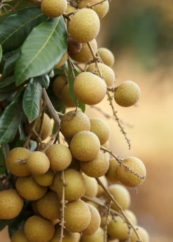 Longan, 'Biew Kiew' (Dimocarpus Longan) -Plant Care Shop biewkiewlongansowexoticnursery