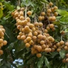Longan, 'Biew Kiew' (Dimocarpus Longan) -Plant Care Shop biewkiewlongansowexoticnursery 1
