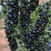 Black Goji Berry (Lycium Ruthenicum) -Plant Care Shop blackgojiberryplantforsalesowexoticnurseryharvestingtealeavescameliasinensis 1