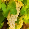 Grape 'Blanc Du Bois' (Vitis Vinifera) -Plant Care Shop blanc du bois grape vine