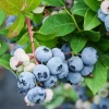 Blueberry 'Sunshine Blue' (Vaccinium Corymbosum) -Plant Care Shop blueberry 1 1610px X 2250px