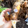 Ginger, Rare Blue (Dichorisandra Thyrsiflora) -Plant Care Shop bluegingersowexotic 1