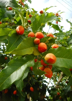 Peanut Butter Fruit (Bunchosia Argentea) -Plant Care Shop bunchosiaargenteafruittreeforsalesowexotic