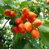 Peanut Butter Fruit (Bunchosia Argentea) -Plant Care Shop bunchosiaargenteapeanutbutterfruittreeforsalesowexotic