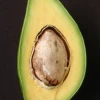 Avocado 'Catalina' (Persia Americana) -Plant Care Shop catalinaavocadofruittreeforsalesowexotic