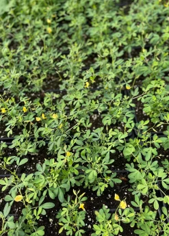 Chipilín (Crotalaria Longirostrata) -Plant Care Shop chipilinsowexotic 4