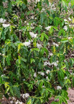 Coffee (Coffea Arabica) -Plant Care Shop coffeearabica