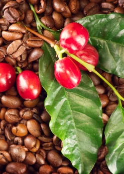 Coffee (Coffea Arabica) -Plant Care Shop coffeeplantsowexotic