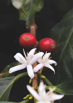 Coffee (Coffea Arabica) -Plant Care Shop coffeeplantsowexotic 1