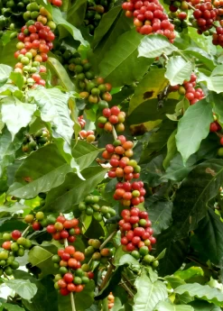 Coffee (Coffea Arabica) -Plant Care Shop coffeeplantsowexotic 2