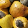 Cashew, Yellow (Anacardium Occidentale) -Plant Care Shop crunchjackfruitfruittreeliveplantforsalesowexotic 7