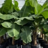 Banana 'Dwarf Cavendish' (Musa Acuminata) -Plant Care Shop dwarfcavendishfruittreesforsale