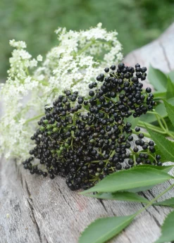 Elderberry, Florida Native (Sambucus Canadensis) 9 Elderberry, Florida Native (Sambucus Canadensis) -Plant Care Shop elberberry and elderflower