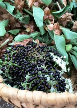 Elderberry, Florida Native (Sambucus Canadensis) 11 Elderberry, Florida Native (Sambucus Canadensis) -Plant Care Shop elberberry and elderflower with ashwaghanda