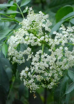 Elderberry, Florida Native (Sambucus Canadensis) 10 Elderberry, Florida Native (Sambucus Canadensis) -Plant Care Shop elderflower on theplant