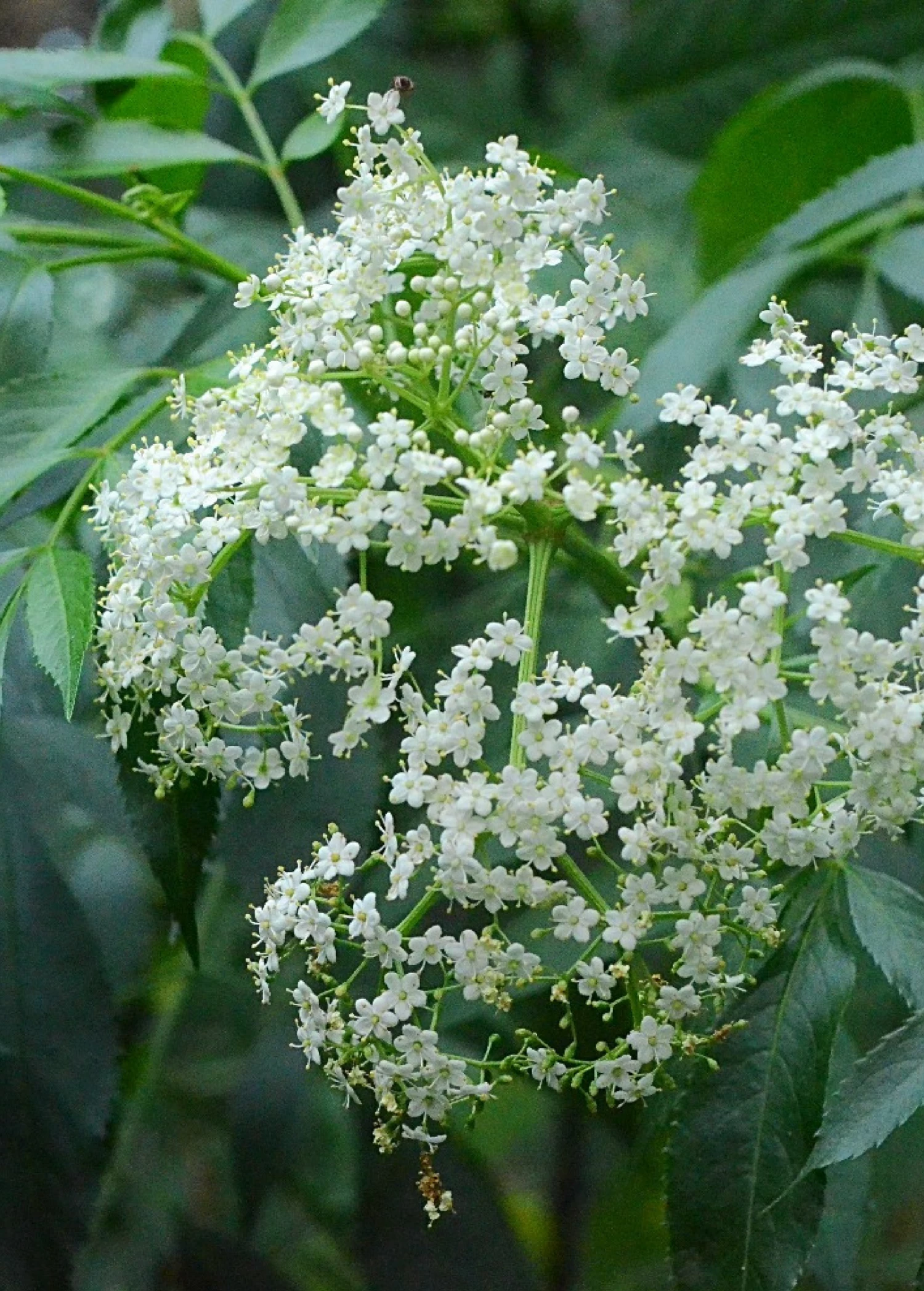 Elderberry, Florida Native (Sambucus Canadensis) 6 Elderberry, Florida Native (Sambucus Canadensis) - Image 4