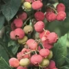Blueberry 'Florida Rose' (Vaccinium Ashei) -Plant Care Shop floridaroseblueberryliveplantforsalesowexotic