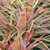 Pineapple 'Florida Special' (Ananas Comosus) 2 Pineapple 'Florida Special' (Ananas Comosus) -Plant Care Shop floridaspecialspinelesspineapplesowexotic