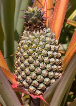 Pineapple 'Florida Special' (Ananas Comosus) -Plant Care Shop floridaspecialspinelesspineapplesowexotic 1