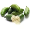 Green Finger Lime (Citrus Australasica) -Plant Care Shop greenfingerlimefruittreeliveplantforsalesowexotic 1