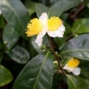 Green Tea (Camellia Sinensis) -Plant Care Shop greenteaplantforsalesowexoticnurseryharvestingtealeavescameliasinensis