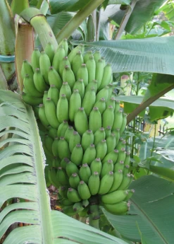 Banana 'Pisang Ceylon' (Musa)