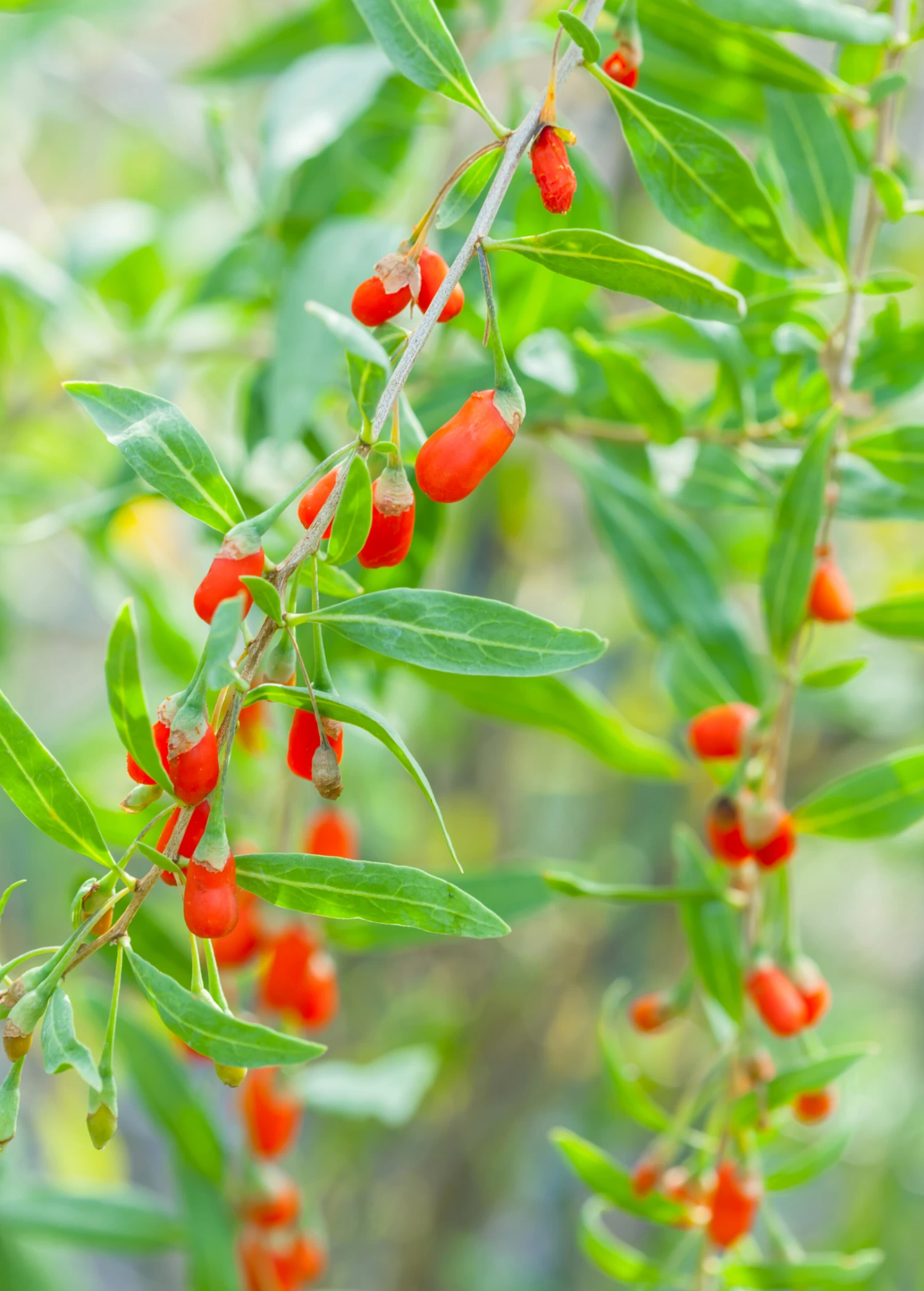 Red Goji Berry (Lycium Barbarum) 5 Red Goji Berry (Lycium Barbarum) - Image 3