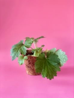 Siberian Motherwort (Leonurus Sibiricus) 9 Siberian Motherwort (Leonurus Sibiricus) -Plant Care Shop image 7b0926f1 f45c 4fdb b85f 38451e3b16a3