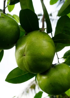 Black Sapote ‘Wilson’ (Diospyros Nigra) -Plant Care Shop image b6730905 98c4 49e4 bcfe 5344d879a940