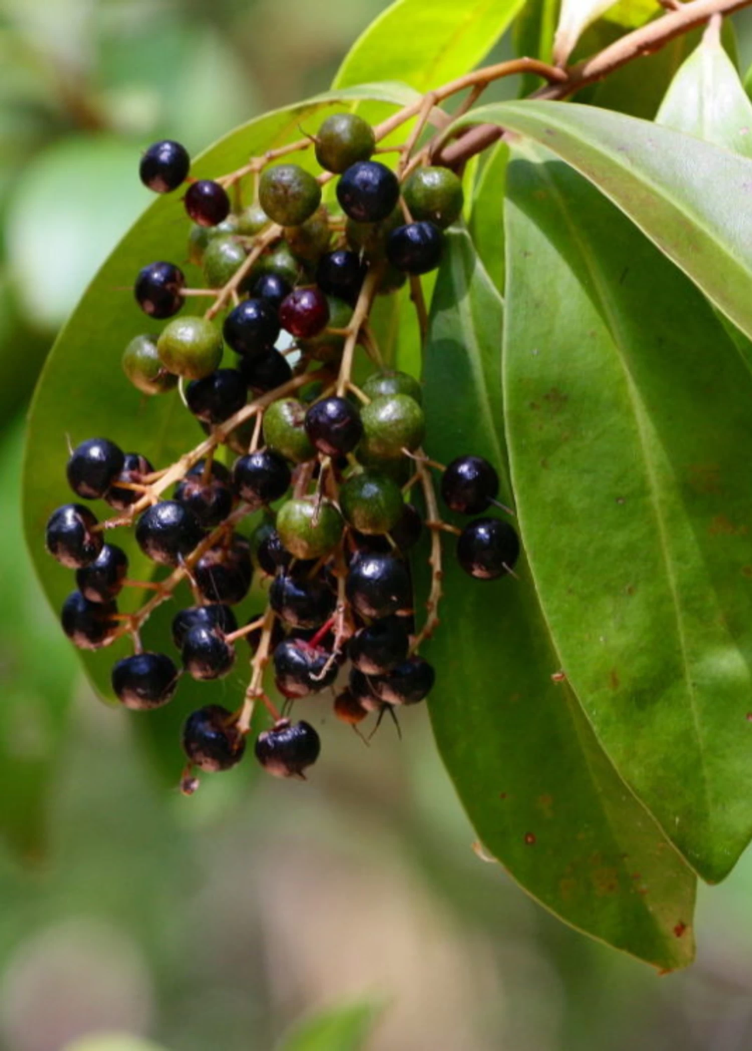 Marlberry (Ardisia Squamulosa) 4 Marlberry (Ardisia Squamulosa) - Image 2