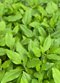 Jerusalem Artichoke (Helianthus Tubersosus) -Plant Care Shop jerusalemartichokePlantSowExotic 1