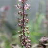 Tulsi 'Krishna' (Ocimum Tenuiflorum) -Plant Care Shop kirhsnatulsiholybasilplantforsalesowexoticnurseryharvestingtealeavescameliasinensis