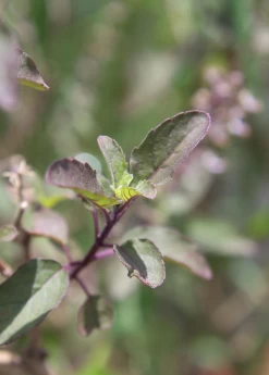 Tulsi 'Krishna' (Ocimum Tenuiflorum) -Plant Care Shop kirhsnatulsiholybasilplantforsalesowexoticnurseryharvestingtealeavescameliasinensis 1